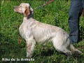 Setter Anglais KIKO DE LA ARMUÑA Setter Anglais KIKO DE LA ARMUÑA